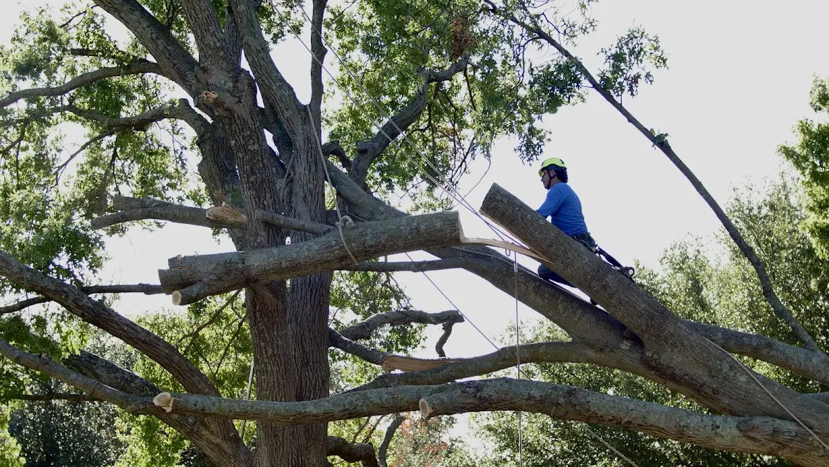 Professional Crown Thinning performed by certified arborists in Cantrall