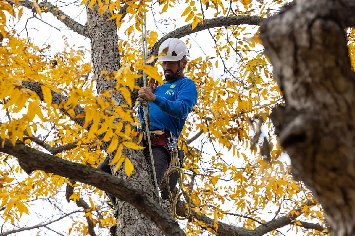 Skilled Tree Trimming crew working in Cantrall